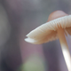 Illustration for article titled The Way That Mushrooms Bring the Rain Will Astound You